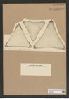 Trinacria regina Heib. (de-Toni-Nr.: Genus 119, Species 3405) Zeichnungen Sammlung Grunow Nr. 6840 (NHMW-BOT-W0375695)